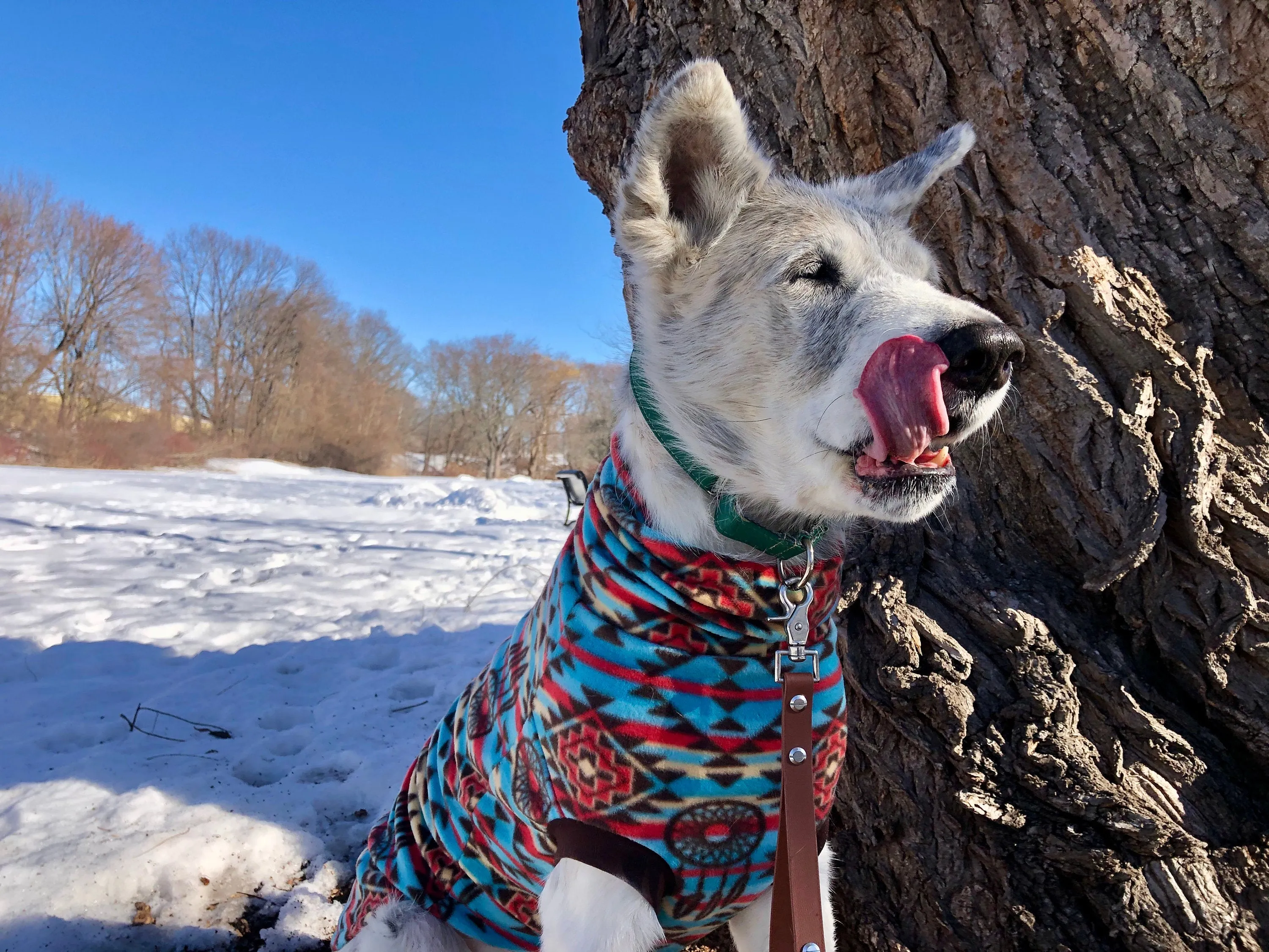 Dreamcatcher Aztec Dog Sweater