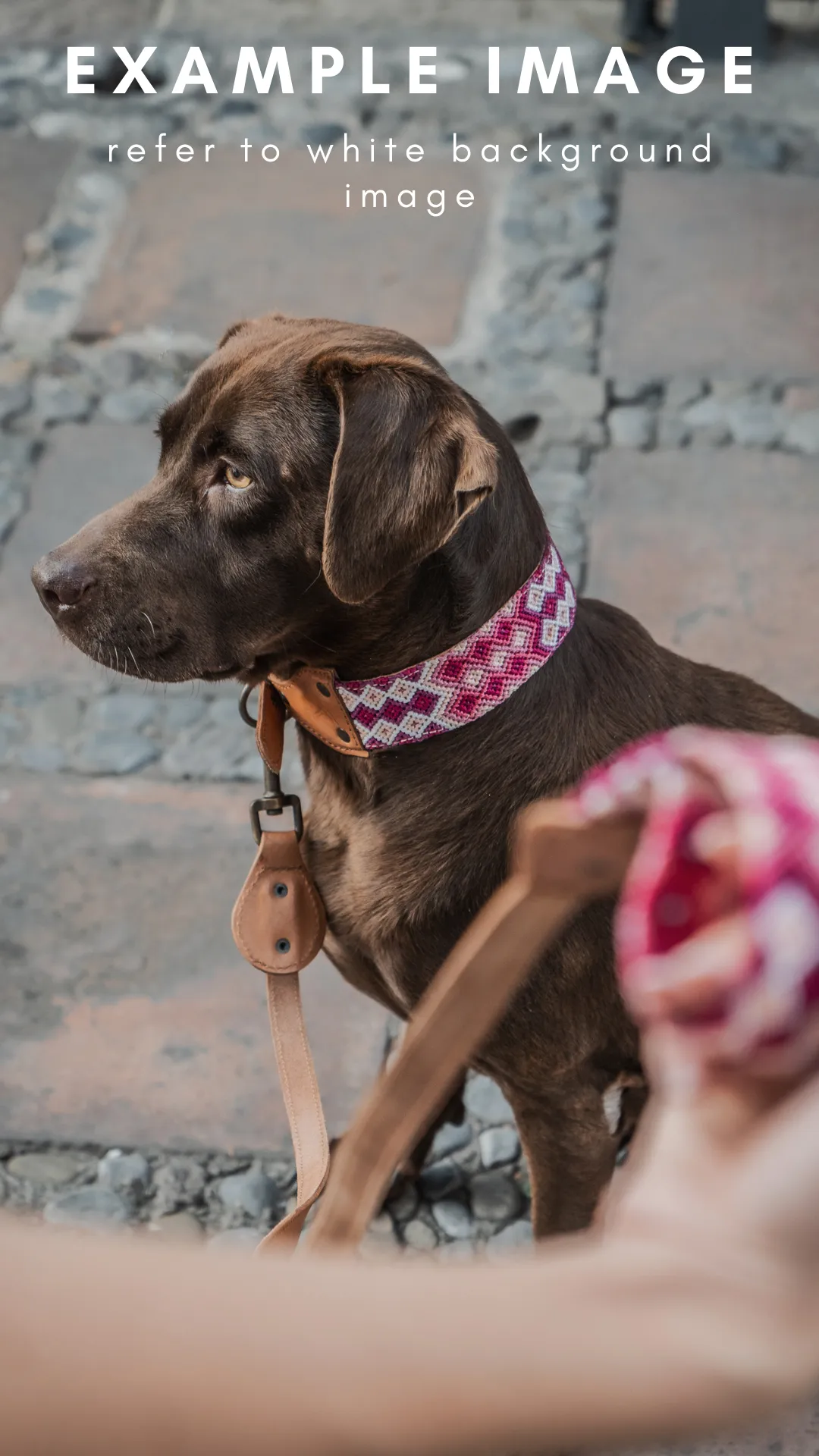 Mystery Collar & Leash Set