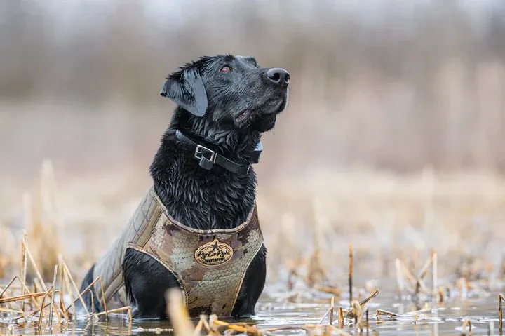 Rig'em Right Bloodline Elite Dog Vest- OPTIFADE® Timber